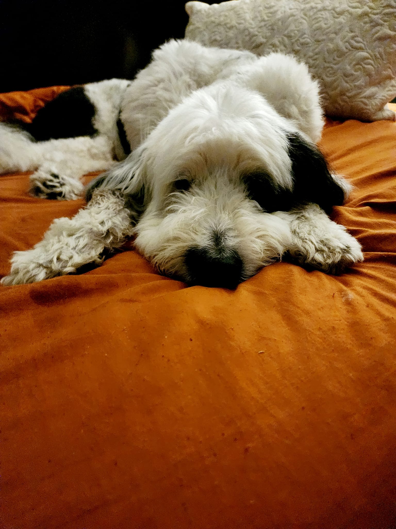 Murphy, a rescued dog, outdoors in Magnolia–Conroe, Texas